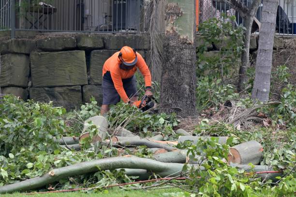 Professional Tree Care Services in Orono, MN